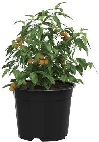 vidaXL Vaso Rotondo per Fiori 100 pz Nero Ø 10 x 8 cm Plastica