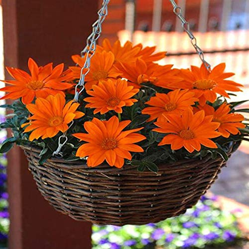 Benoon Semi Di Pinnata, 100 Pz/Borsa Semi Di Pinnata Fragranti Ad Alta Germinazione Piantine Floreali Di Crisantemo Fresche E Ben Adattate Per Giardino Semi di Crisantemo Seeds ONLY