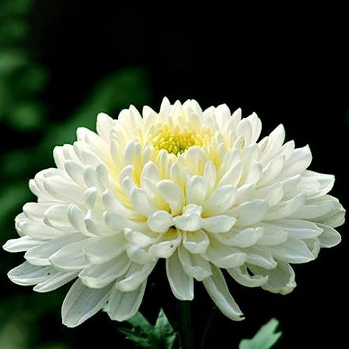 lamphle 100 Stücke Weiße Chrysantheme Blumenpflanzensamen Hausgarten Bonsai Balkon Dekor Blume Obstbaum Gemüsesamen Chrysanthemensamen 100pcs