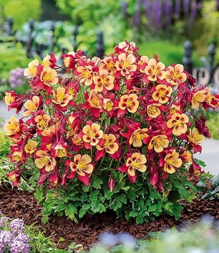 BALDUR Garten 6x Akelei 'Earlybird® Red Yellow', Pflanzen im 9x9 cm-Topf | buschig-runder Pflanzenaufbau, einzigartige rot-gelbe Blüten, winterhart & pflegeleicht, für Beet & Kübel