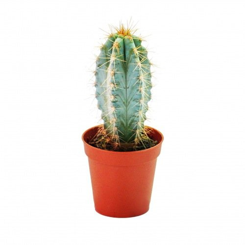 Pilosocereus azureus kleine Pflanze 5,5cm Topf