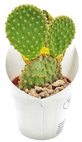Cactus Orejas de Conejo Natural Opuntia Microdasys