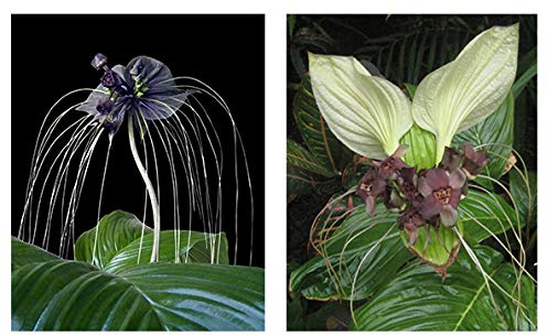 Seedeo Anzuchtset Fledermausblumen Geschenkedition