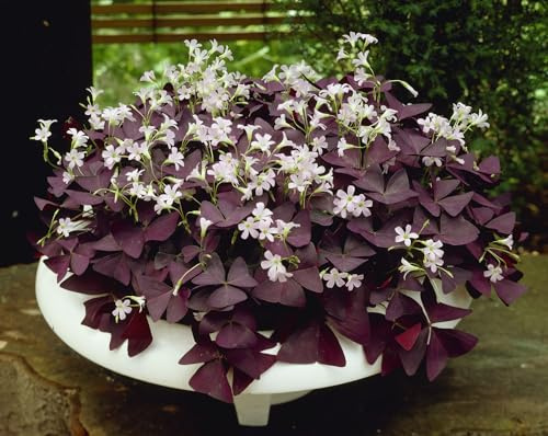 5 X Oxalis Triangularis - Bulbi Oxalis Triangularis (5)