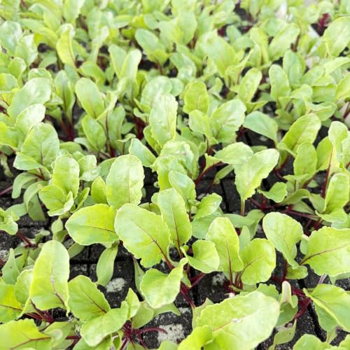 Rote-Bete Jungpflanzen 6er-Set