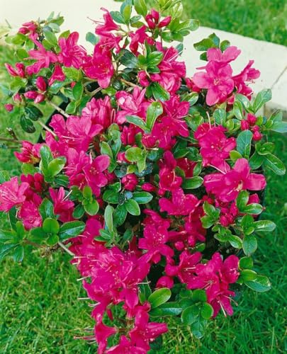 Azalee Rhododendron obtusum Rubinetta 20-25 cm Zierstrauch winterhart | Leuchtend rote Blüten, kompakter Wuchs, halbschattiger Standort, ideal für Kübel und Beet, robust und langlebig