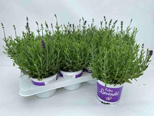 Echter Lavendel Pflanze, Lavandula angustifolia, Topfgewachsen, Violette Blüten, Mehrjährig