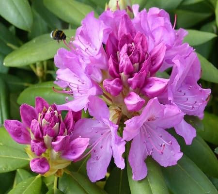 100pcs New Giant Rhododendron Flower Seeds Purple