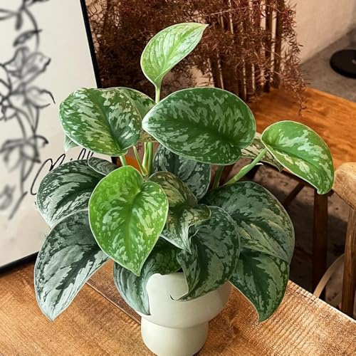 Semi di Pothos - semi di decorative per la decorazione pareti d'appartamento purificatrici d'aria prodotti sostenibili d'appartamento facili curare ufficio 180pcs