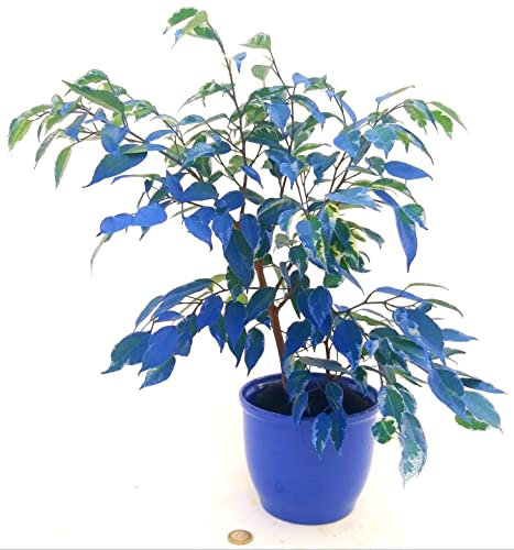 POWERS TO FLOWERS - FICUS BENJAMIN BLU AZZURRO IN VASO CERAMICA, pianta vera!!!