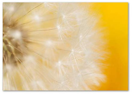 Tulup Glas-Bild Wandbild aus Glas - Wandkunst - Wandbild hinter gehärtetem Sicherheitsglas - Dekorative Wand für Küche & Wohnzimmer 100x70 - Blumen & Pflanzen - Pusteblume - Gelb