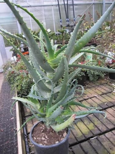 Aloe arborescens - Baum-Aloe - 40-60cm