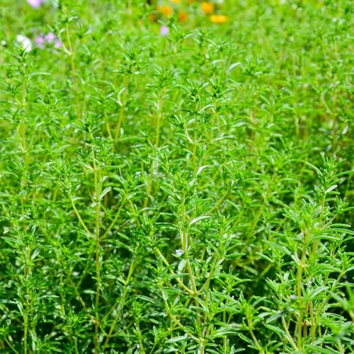 Semillas de ajedrea, balcón invernadero decoración de jardín silvestres resistentes la balcón variedades antiguas bancal elevado 600pcs