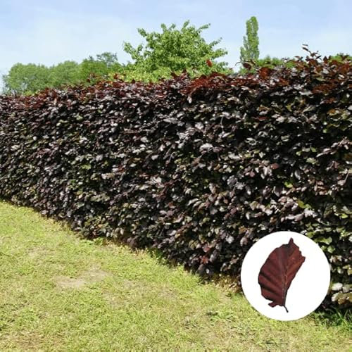 Hecken Helge/Blutbuche / 80-100 cm / 10 Stück / 3 Meter