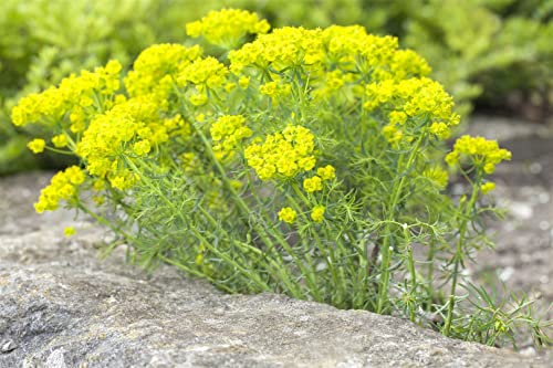 Euphorbia cyparissias 9x9 cm Topf – Winterhart, Mehrjährig, Pflegeleicht – Zypressen-Wolfsmilch – Bodendecker für Steingarten & Garten