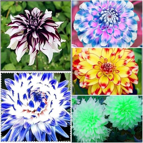 Dahlia Bulbs Mix for Planting Now UK,Hardy Perennial,Strong Plants That Grow Well,Dahlia tubers Bulk,Wedding Flowers,Beauty of Garden,Gift Ready-4bulbs-D