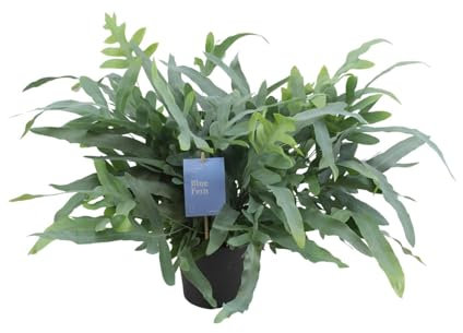 Phlebodium Aureum Estrella azul - 40-50cm - Ø17cm - Planta de interior - Hojas perennes