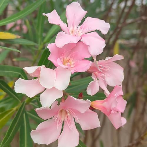 oleandro semi resistenti, decorazione per il giardino di vecchie varietà 50pcs