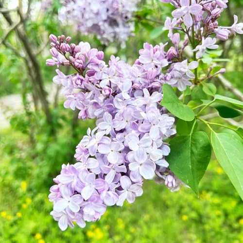 Semillas de árbol lila perenne resistente-lilas resistentes、de jardín,fácil de plantar.de semillas de,de jardín de balcón,de 500pcs