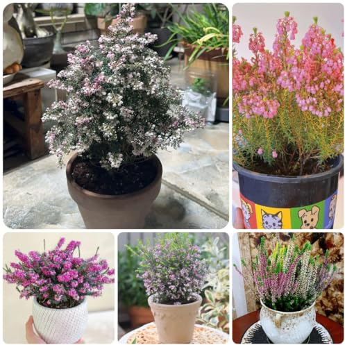 heidekraut winterharte garten heidekrautsamen blumenbeet bio, balkon wildblumensamen hochbeet 500samen