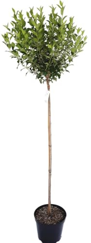 Kugelkirsche - Prunus fruticosa Globosa - 180-190 cm -Stämmchen | Steppenkirsche Hochstamm