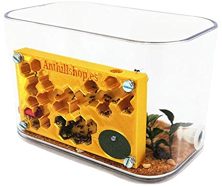 ANTHILLSHOP Ant Farm - Ameisenfarm mit Deckel | Schaumstoff-Feuchtigkeitssystem | Transparent | Free Ameisen enthalten