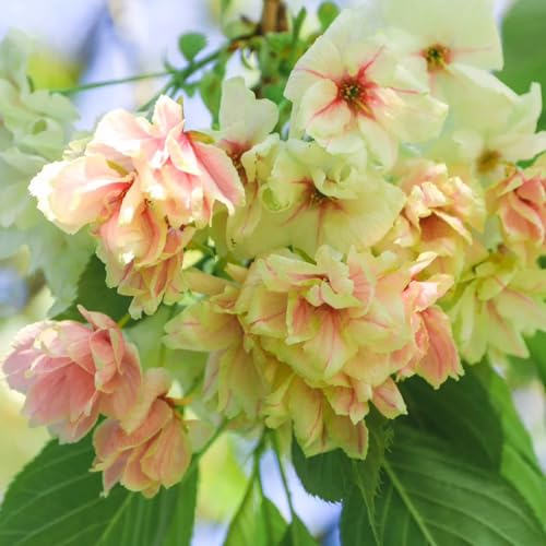 kirschblütenbaum - hecken sträucher winterhart blühend büropflanzen herbst deko blumensamen gastgeschenk zimmerpflanzen immergrüne minigarten topfblumen winterharte kübelpflanzen 200samen