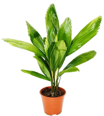 Licuala grandis - Palma da appartamento - Palma Vanuatat - Vaso da 13 cm