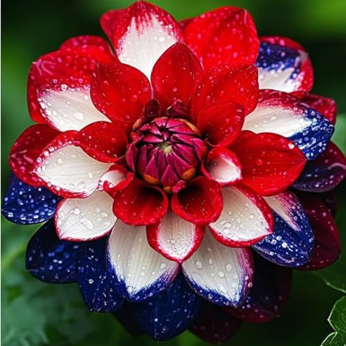 Dalias bulbos.Perenne, ideal para embellecer el paisaje. Hojas altas y grandes. Tolera el frío.（NVNJHJN）.-2 bulbos-B