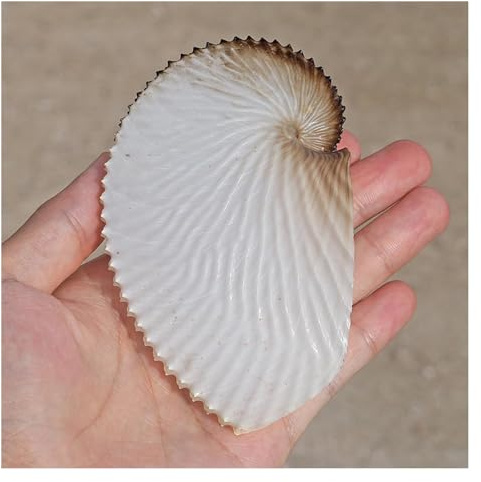ZIUBMVDYC 9 à 10 cm énorme conque océanique Grandes coquilles de décoration Plage Nautique for Mariage la Maison Aquarium -Coquillages naturels