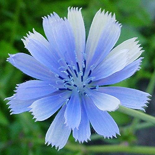 Benoon Semillas De Flores Ecológicas 50Pcs / Bolsa Semillas De Achicoria Floración Hermosas Semillas De Flores Ecológicas Vibrantes Para Exteriores Semilla