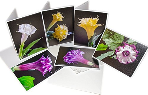 8 Note Card Set - Angel Trumpet Flower (Datura) - Deluxe Inkjet Print on Hahnemühle FineArt Paper