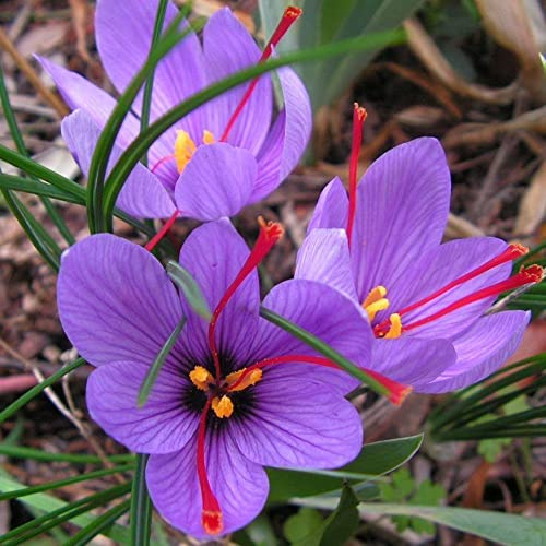 OFFERTA 500 BULBI DI CROCUS SATIVUS ZAFFERANO croco coltivazione