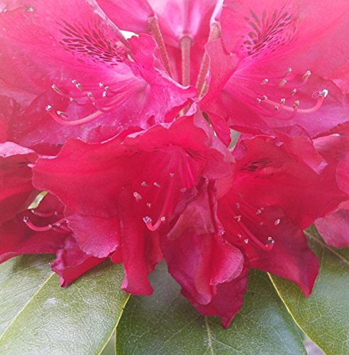 INKARHO - Großblumige Rhododendron Cherry Kiss® 25-30cm - Alpenrose - lebende Gartenpflanze aus den Baumschulen