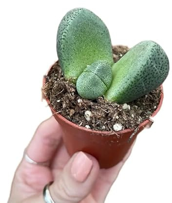 Lithops Natural – Suculenta Piedra Viva en Maceta Compacta de 5 cm