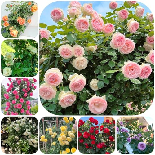 Semillas de rosal trepador, resistente y fragante de perennes, decoración de otoño de silvestres, para bancales elevados 85pcs