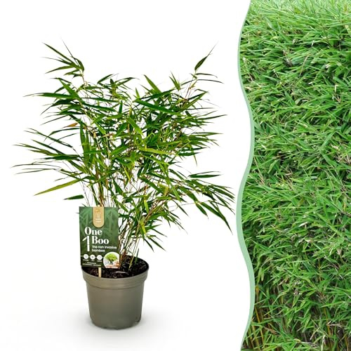 Green boutiQ - Graminées - Fargesia Rufa - Bamboo - Non envahissant - Vert - 1 Plant - Pot 17 cm - Hauteur 60cm