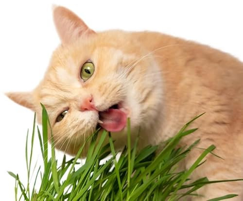 Semi ERBA GATTA In Busta Ermetica MADE IN ITALY Qualità superiore con 95% di germogliazione con istruzioni