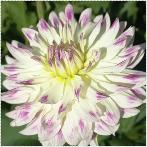 Dalias: Tubérculos resistentes para jardín - Fáciles de cuidar con rizoma-2Tubérculos-D