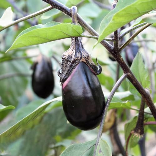 600 piezas semillas de berenjena - semillas saladas del jardín resistentes de jardin
