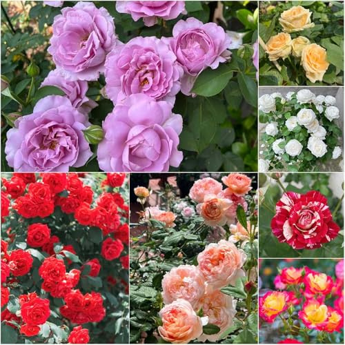 semillas de rosas para - decorativas semillas pradera balcón con camas elevadas balcón invernadero - Serie de raras resistentes 700pcs