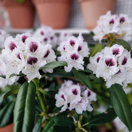 semi di rododendro, azalea resistente, aiuole rialzate esotiche da balcone, perenni 100pcs