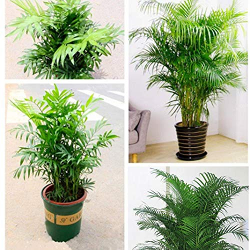 Belarn 10 Stücke Chamaedorea Samen Garten Hof Hof Zierpflanze Baum Bonsai Decor