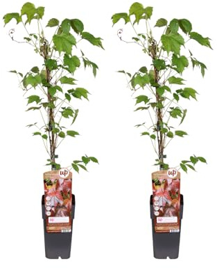 Parthenocissus Tricuspidata veitch boskoop | 2 pezzi - 55-65cm - Ø15cm - Pianta da giardino - Multideal