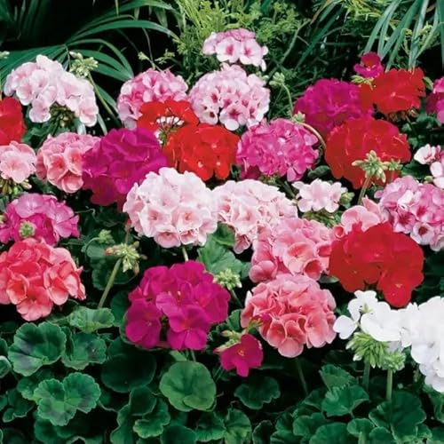 Semi di Geranio Zonale, Miscuglio di Varietà per Giardinaggio, Ideale per Vaso, Terrazzo e Giardino 5 semi