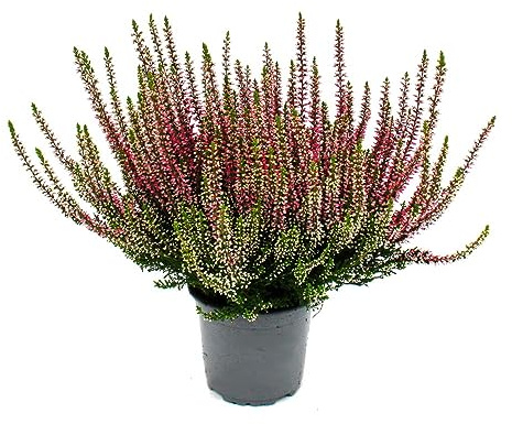 Calluna vulgaris – Set di 6 piante – Ginestra – Pianta erica – Resistente – Vaso da 11 cm – Rosa