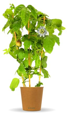 Bloomify® Maracuja Pflanze Mara | 90-100 cm hohe selbstfruchtende Passionsfrucht Pflanze für Kübel oder als Zimmerpflanze | Pflegeleichte Pflanze & leckere Früchte