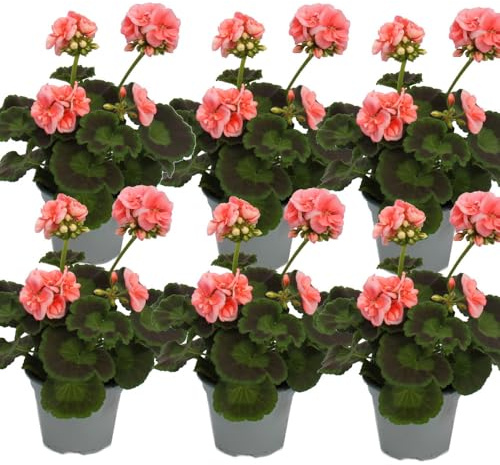 Exotenherz - Géraniums debout – Pelargonium zonale – Pot de 12 cm – Lot de 6 plantes – Rose