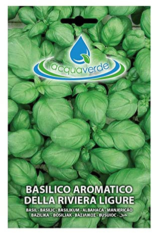 Semi Di Basilico Aromatico Ligure Per Orto In Bustina