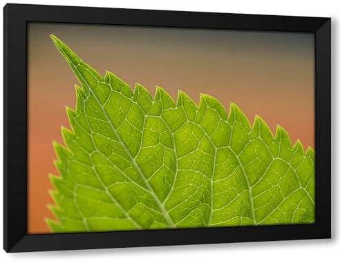 ArtDirect Usa-Washington State-Bellevue. Veins on green leaf of Bigleaf hydrangea close-up Custom Framed Art Print Giclee Print or Canvas Options with Various Sizes and Customization by Merrill Images